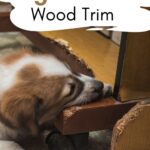 dog chewing a wood trim