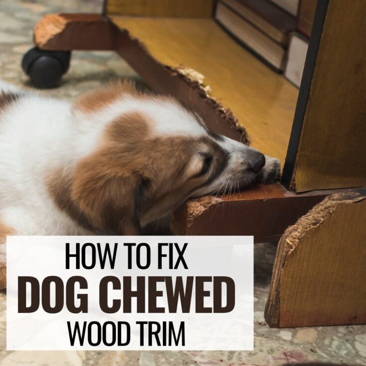 dog chewing wood furniture with text overlay